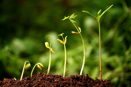 Seed of Success (Benih-Benih Kesuksesan) 