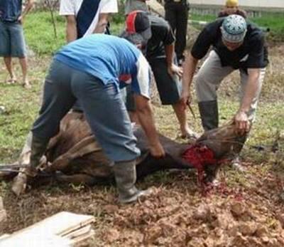 Hal seru di idul adha