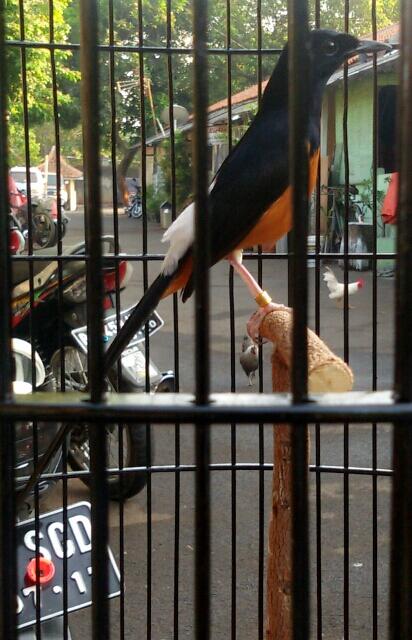 Murai Medan Ring Rama BKL (Bengkulu)