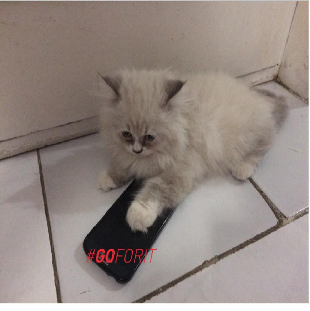 (KASQUIZ GASPOL) Hewan kesayangan ane juga kena dampak internet cepet Gan!!