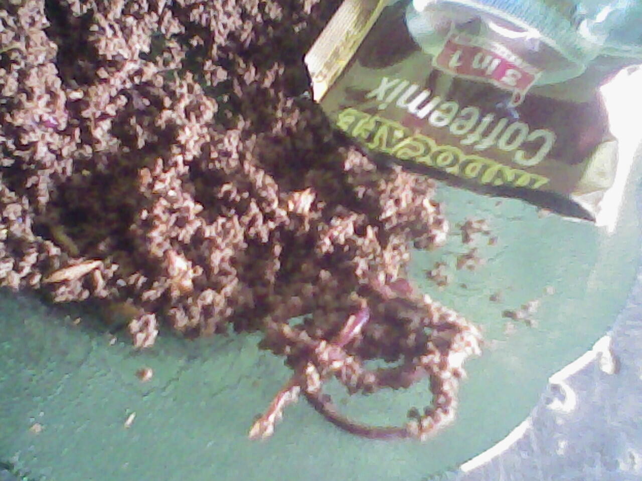 AWAS..!! Beredar &quot;Kopi Sachet Palsu&quot; Dimana-mana...!! Gak percaya cek...