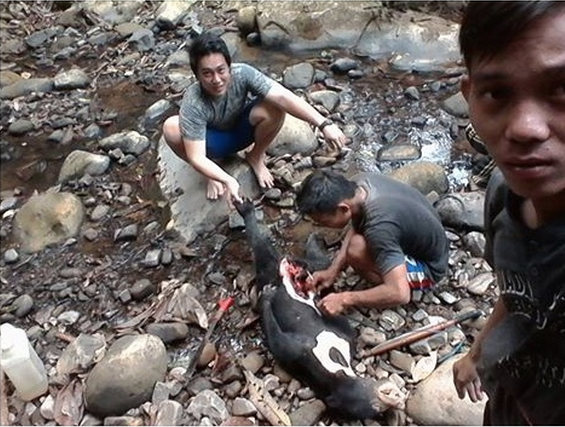 Daging Beruang Madu yang dibunuh itu Dimasak Rica-Rica