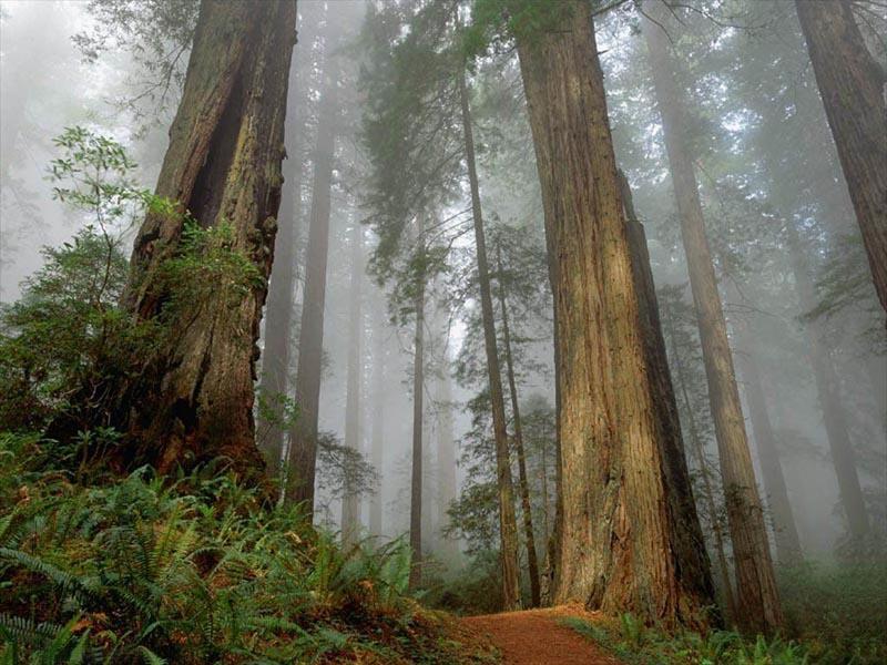 Sequoia, Pohon Terbesar di Dunia ini Mungkin Pernah Jadi Wallpaper Agan