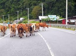 hal - hal dan budaya unik yang hanya ada di Aceh