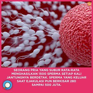 INFIA FACT