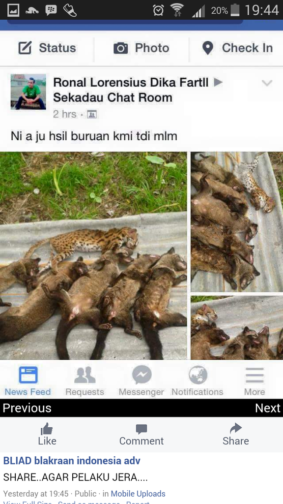 Pembunuhan hewan dilindungi / bayi macan tutul