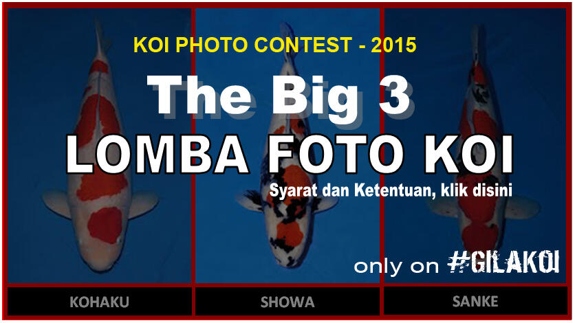 LOMBA FOTO KOI - 2015