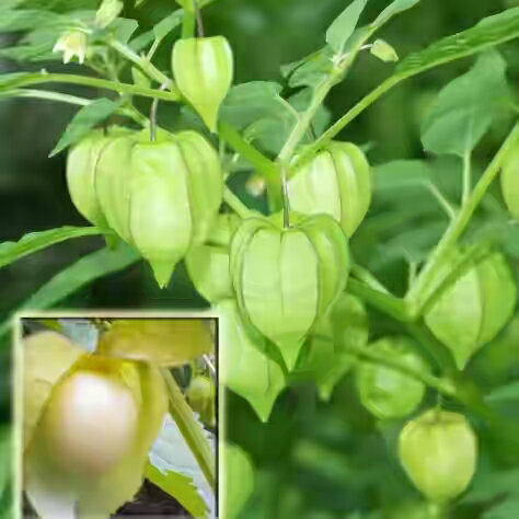 kalo agan tau buah ini,berarti kite seumuran