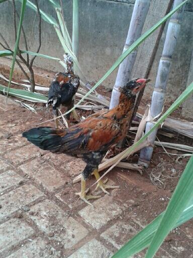 Nanya jenis ayam
