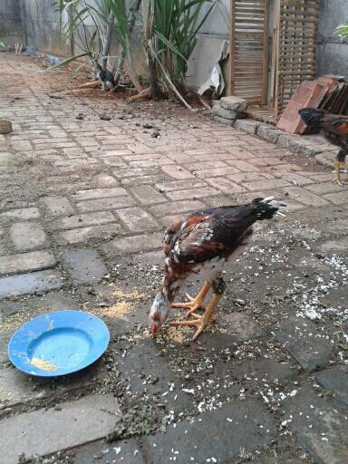 Nanya jenis ayam