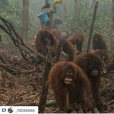 Pak Presiden..