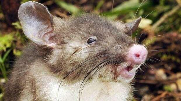Tikus Hidung Babi, Spesies Mamalia Terbaru dari Indonesia
