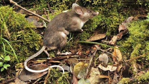 Tikus Hidung Babi, Spesies Mamalia Terbaru dari Indonesia