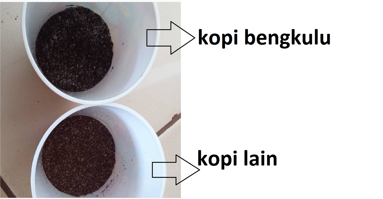 Kopi Bengkulu, seteguk kehangatan dari Kepahiang