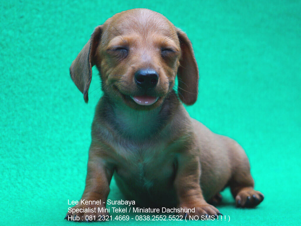 Terjual Anjing Tekel  Dachshund Jenis Kaninchen Rabbit 