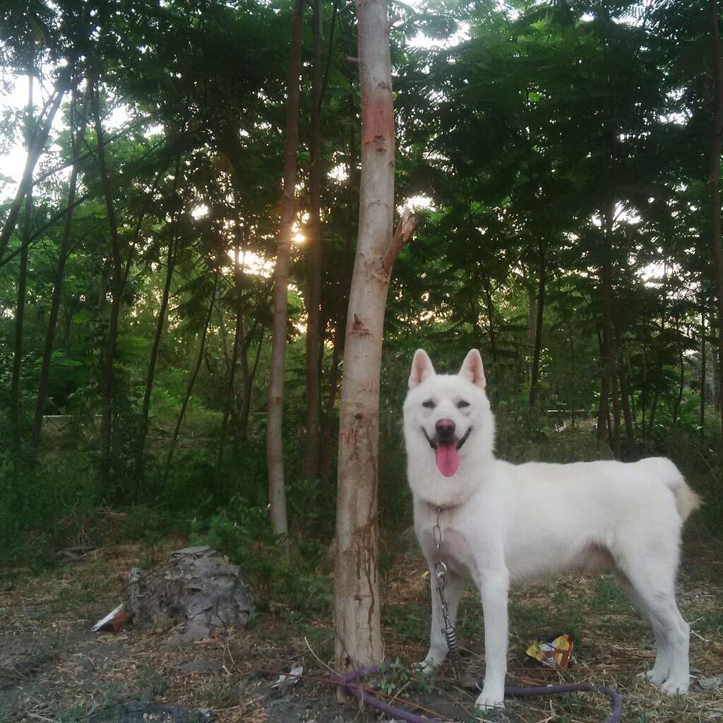 Anjing Korean Jindo Mencari Jodoh di Jogja