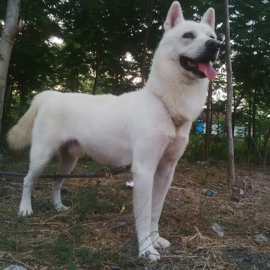 Anjing Korean Jindo Mencari Jodoh di Jogja