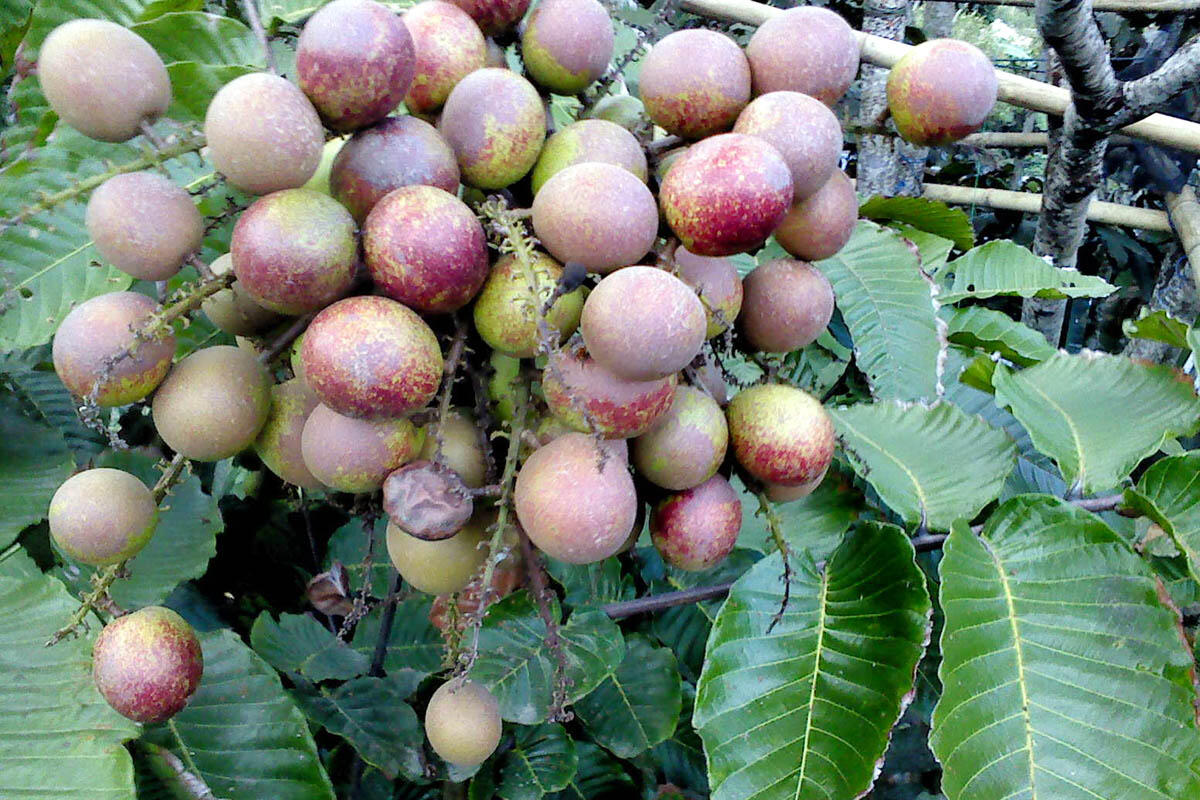 Buah Khas Indonesia Ini Sudah Langka gan, teracam punah...