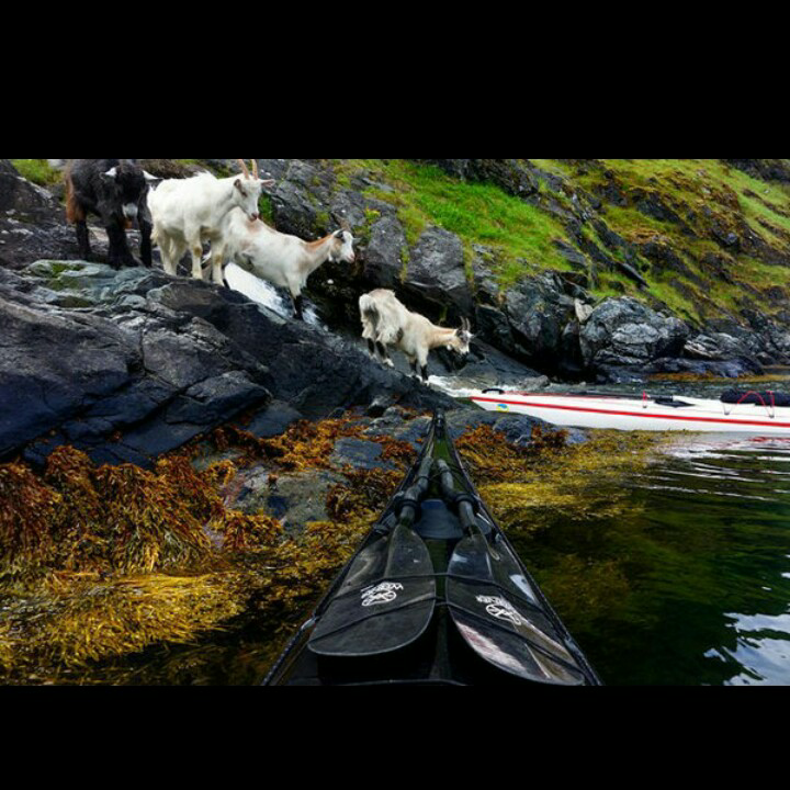 SURGA Norwegia dari sudut pandang kayak