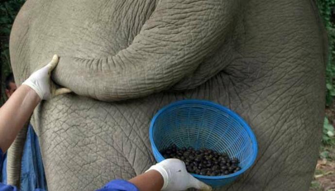 5 MINUMAN JOROK BERHARGA SANGAT MAHAL