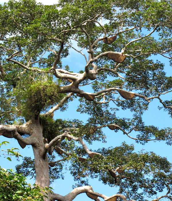 Green Lifestyle - Menjaga Koloni Lebah Apis Dorsata, Aksi Nyata Menjaga Hutan Kita