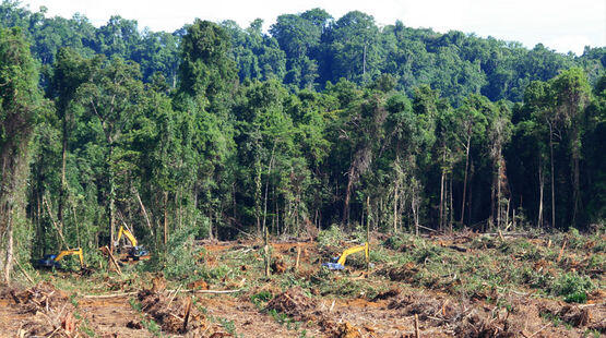 82 Ribu Orang Minta Jokowi Tidak Buka Hutan di Merauke