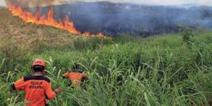 Hutan Terbakar, Monyet Menyerbu Rumah Sakit Jiwa di Kalimantan !!