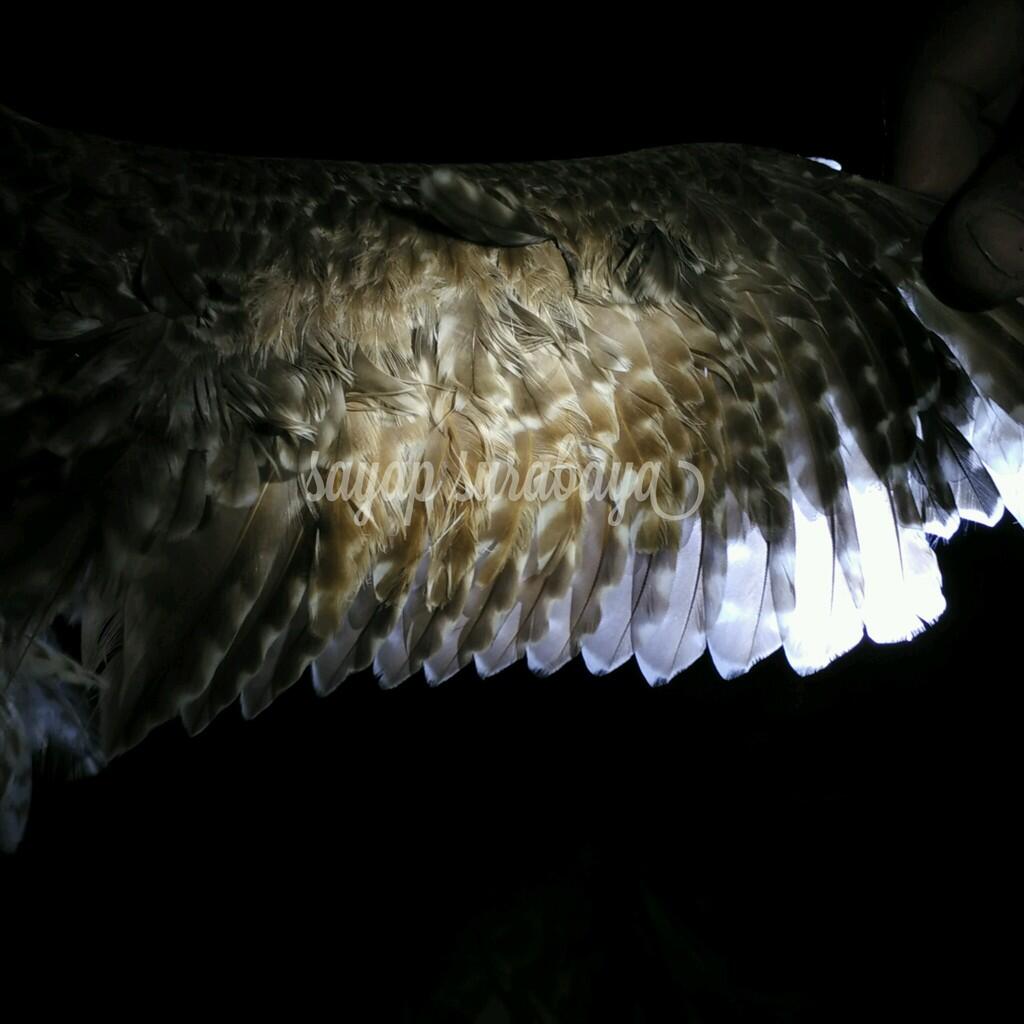 GreenLifestyle - Bird Banding,Aksi Pelestarian dan Monitoring Burung Liar di Surabaya