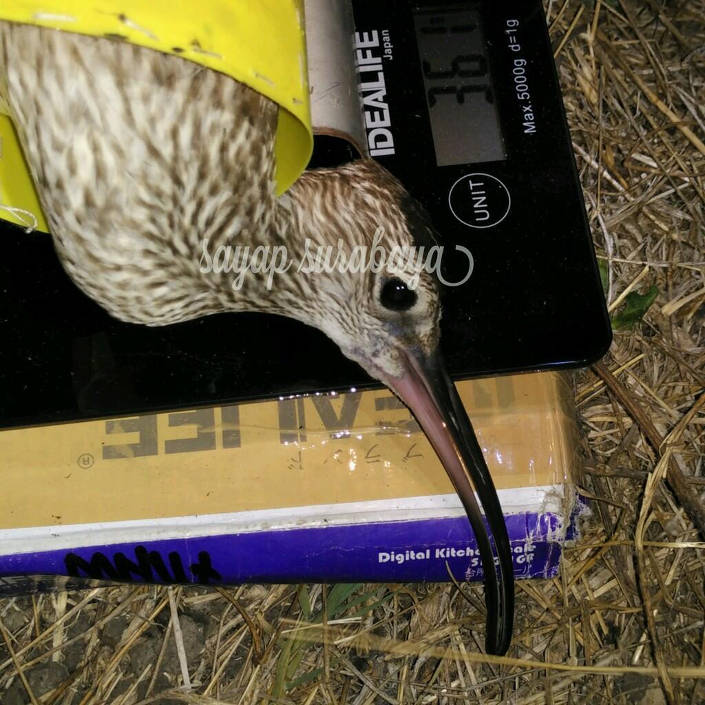GreenLifestyle - Bird Banding,Aksi Pelestarian dan Monitoring Burung Liar di Surabaya
