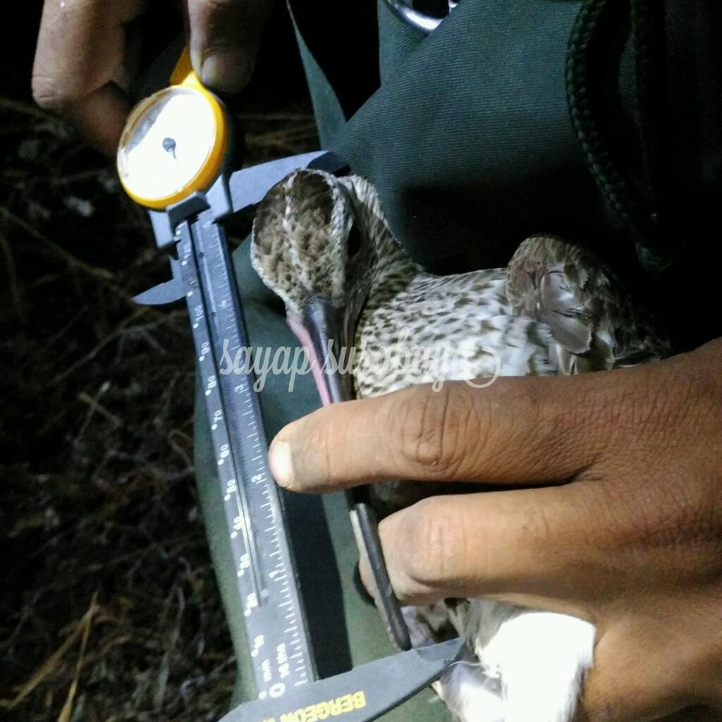 GreenLifestyle - Bird Banding,Aksi Pelestarian dan Monitoring Burung Liar di Surabaya