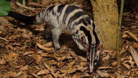 Musang Zebra, si loreng cantik asli Indonesia