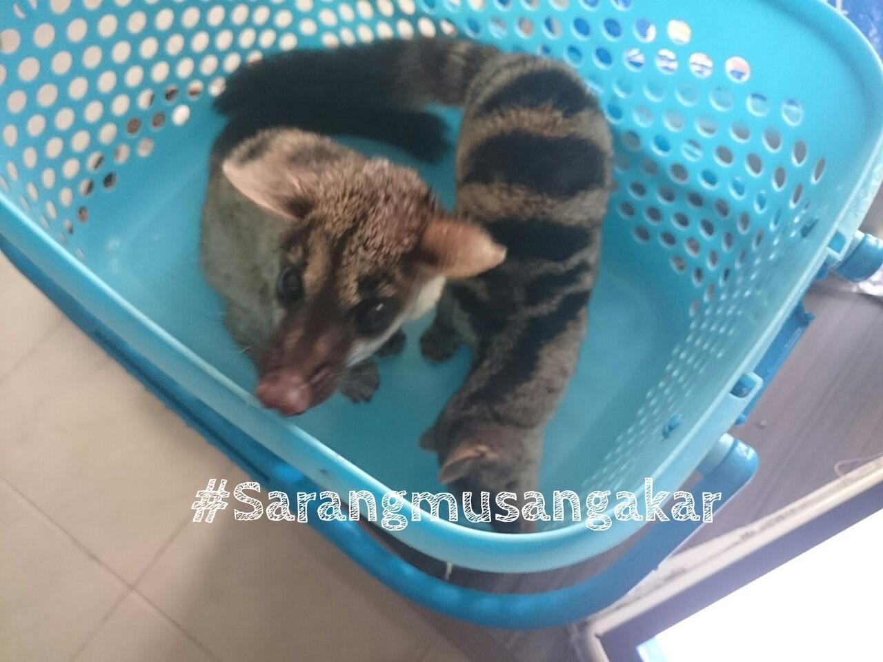 Musang Zebra, si loreng cantik asli Indonesia