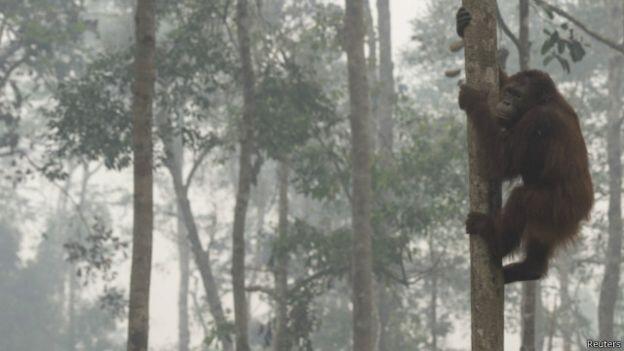 **TRAGEDI KABUT ASAP - ORANGUTAN TERANCAM**