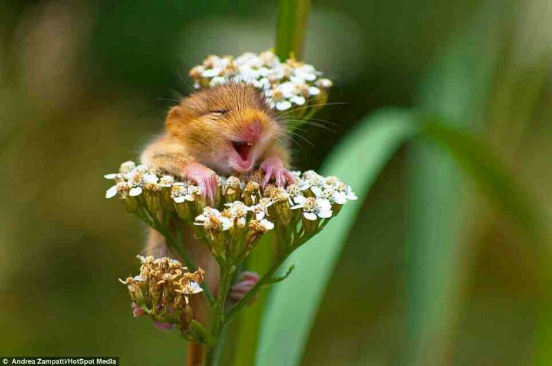 웃웃 Pernahkah agan melihat tikus tertawa 웃웃