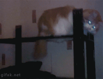Jika hari agan/sista buruk, Mungkin kucing ini bisa menghibur