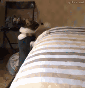 Jika hari agan/sista buruk, Mungkin kucing ini bisa menghibur