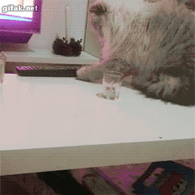 Jika hari agan/sista buruk, Mungkin kucing ini bisa menghibur