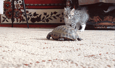 Jika hari agan/sista buruk, Mungkin kucing ini bisa menghibur