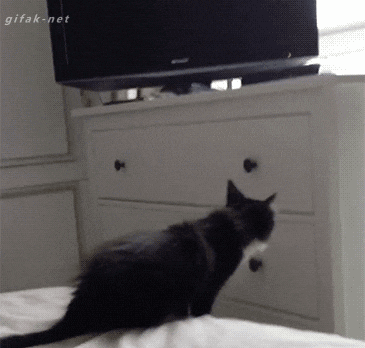 Jika hari agan/sista buruk, Mungkin kucing ini bisa menghibur
