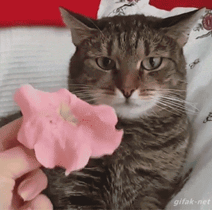 Jika hari agan/sista buruk, Mungkin kucing ini bisa menghibur