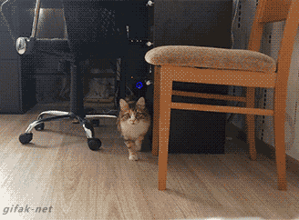Jika hari agan/sista buruk, Mungkin kucing ini bisa menghibur