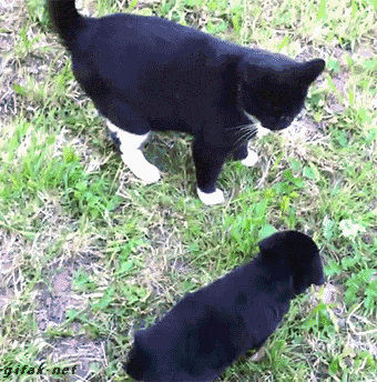 Jika hari agan/sista buruk, Mungkin kucing ini bisa menghibur