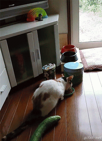 Jika hari agan/sista buruk, Mungkin kucing ini bisa menghibur