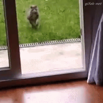 Jika hari agan/sista buruk, Mungkin kucing ini bisa menghibur