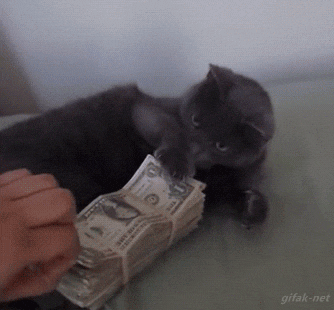 Jika hari agan/sista buruk, Mungkin kucing ini bisa menghibur