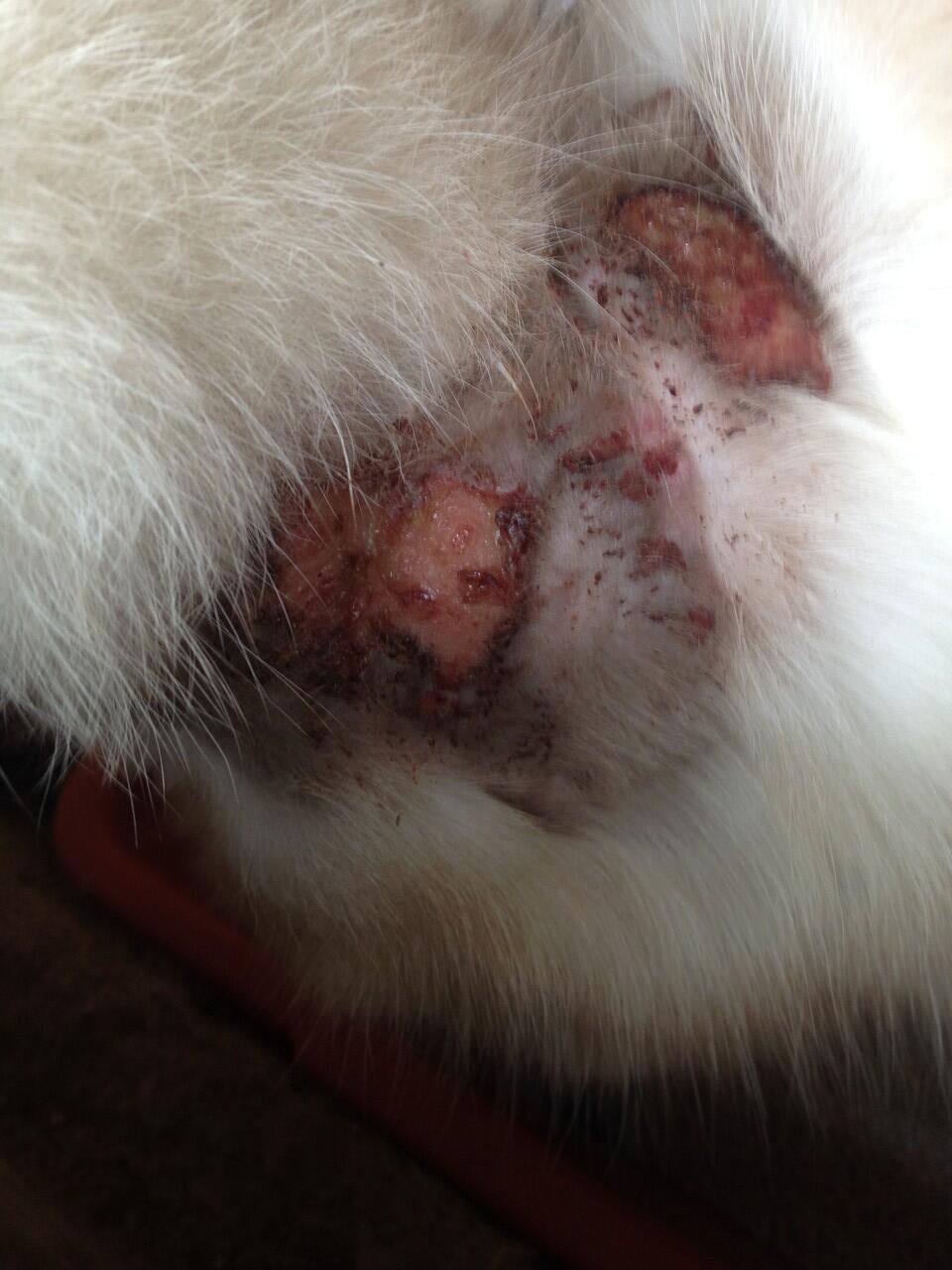 &#91;URGENT&#93; SOS - kucing himalaya terlantar
