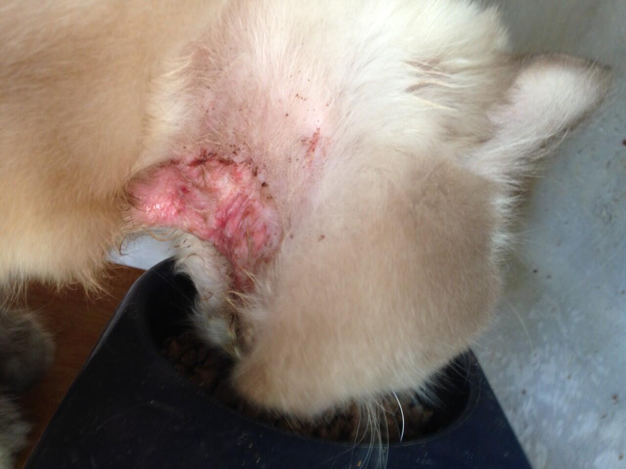&#91;URGENT&#93; SOS - kucing himalaya terlantar