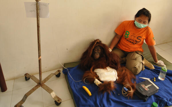 **TRAGEDI KABUT ASAP - ORANGUTAN TERANCAM**