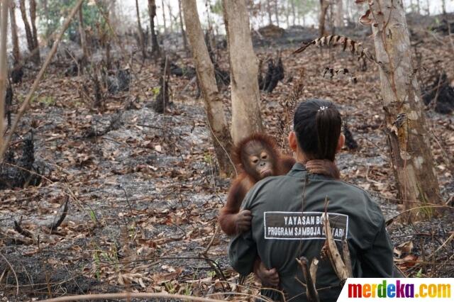 **TRAGEDI KABUT ASAP - ORANGUTAN TERANCAM**