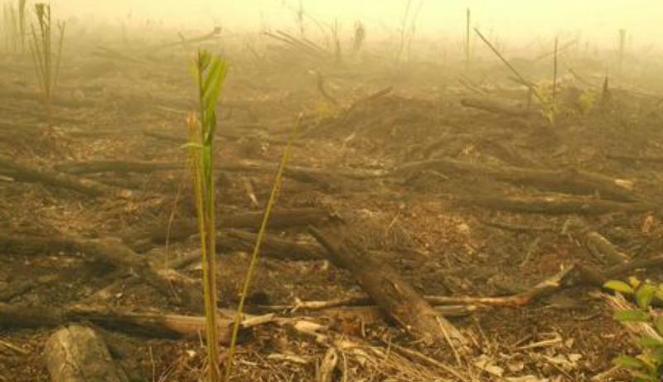 &#91;Sungguh Terlalu!!!&#93; Lahan Bekas Kebakaran Hutan Sudah Ditanami Sawit